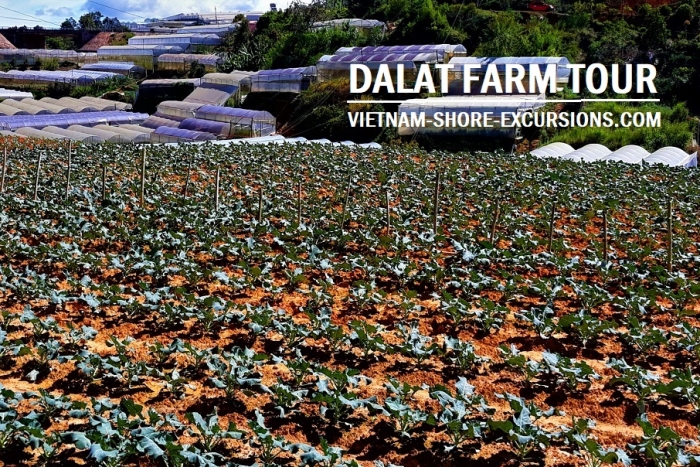 Dalat Farm Tour